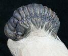 Bargain Crotalocephalina Trilobite - #10522-3